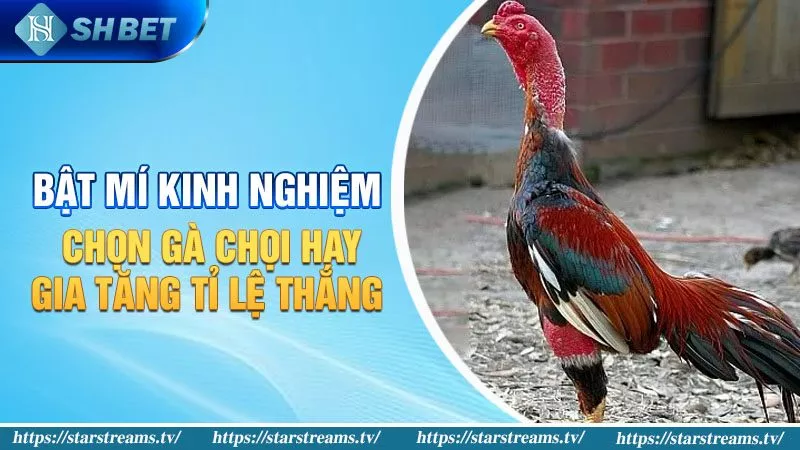Yêu cầu để nhận giải thưởng Kv999: 99 nghìn đô la - Kv999