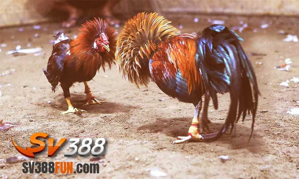Lịch sử phát triển và hình thành của Win23 - Win23